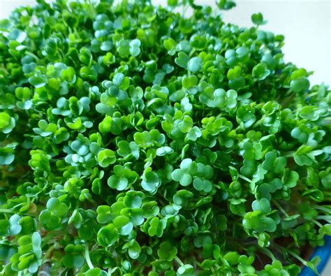 Sprouting Chia and Other Small Seeds | Sprouting seeds, Herbs, Seeds
