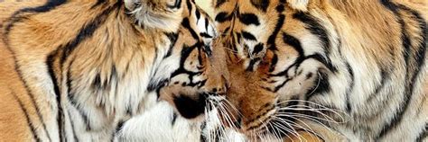 Our Rescue Stories - FELIDA Big Cat Sanctuary - a project by FOUR PAWS