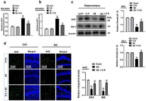 Caffeic Acid, a Polyphenolic Micronutrient Rescues Mice Brains against ...