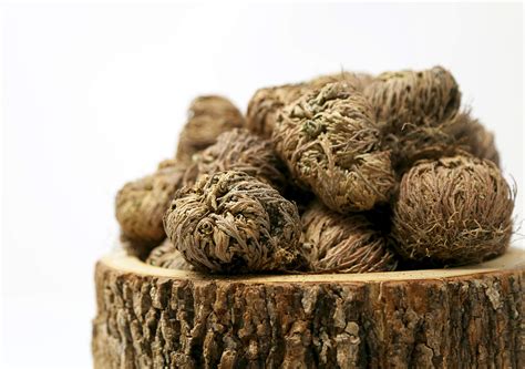 Buy Saint Terra - Rose of Jericho Flower The Resurrection , Box of 10 ...