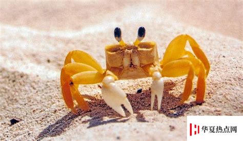 生活小知识：螃蟹为什么长着一对柄眼？_华夏网