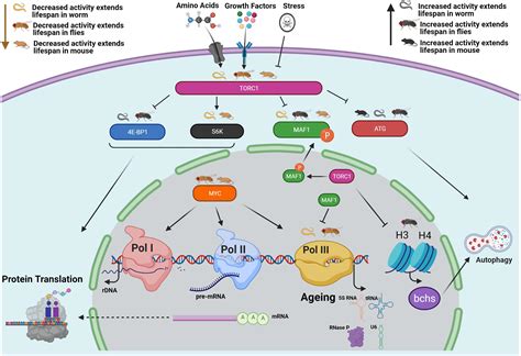 RNA Polymerase Structure 的图像结果