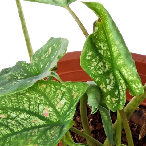 Caladium Red Dottie – PLANTIFY