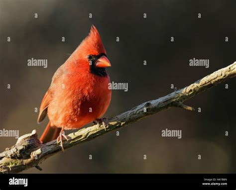 The vibrant red hues in this nature scene capture the fiery intensity ...