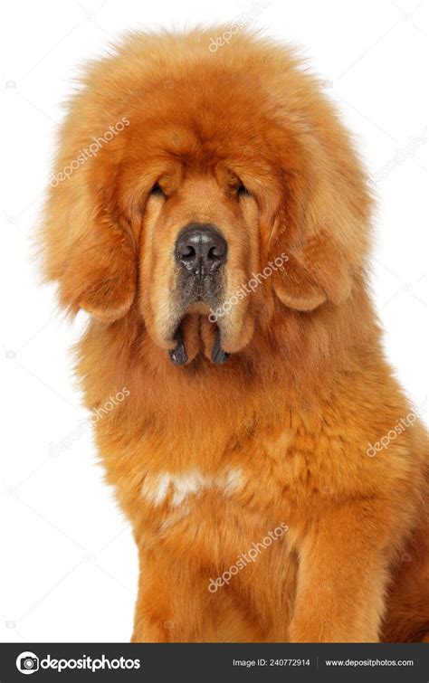 White Tibetan Mastiff