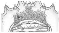 Synthesis of Current Knowledge of the Morphology of the Larval Stages ...