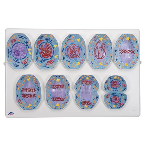 Mitosis Model | 1013868 | 3B Scientific | R01/1 | Biology Models ...