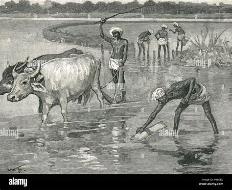 Hindu labourers in a paddy field, India, 19th Century Stock Photo - Alamy