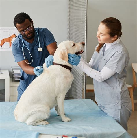 Veterinary Assistant - CT State