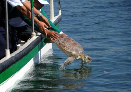 印尼巴厘岛：放生大海龟_国家旅游地理_探索自然 传播人文 愉悦身心