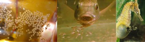 Image result for Fish Breeding