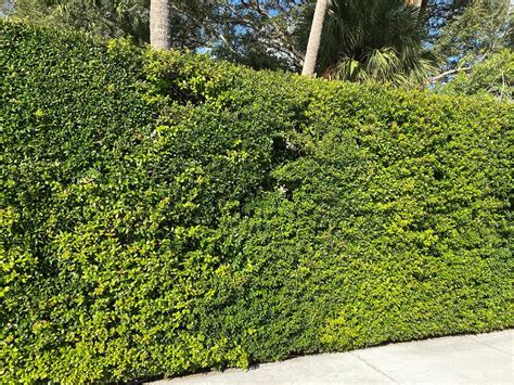 Ficus Benjamina Hedge