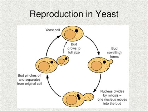 Reproduction Of Yeast Takes Place By