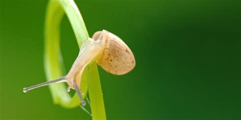 Close-up of slug on plant | Premium Photo