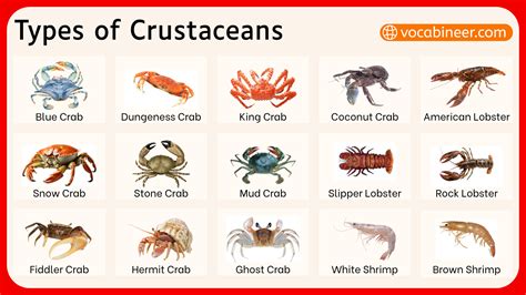 Types of Crustaceans with their Pictures