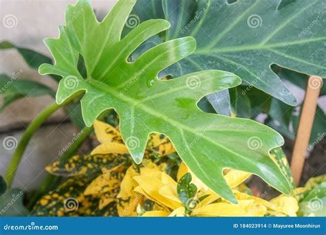 Close Up Green Air Filtering Plants in Garden Stock Photo - Image of ...