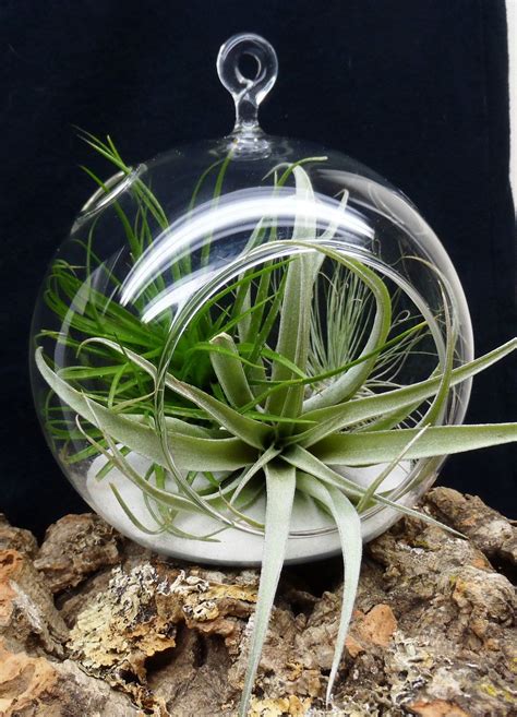 Hanging Air Plant Terrarium Tillandsias in Glass Globe - Etsy | Hanging ...