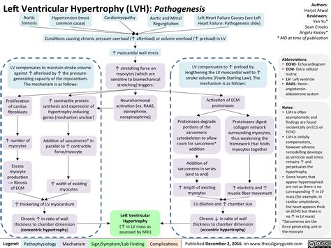 Causes Of Left Ventricle Hypertrophy
