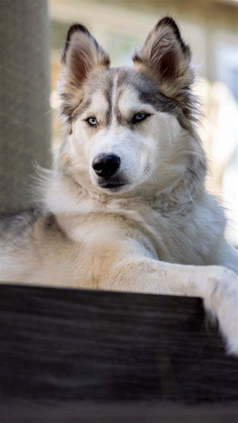 Download wallpaper 1080x1920 husky, dog, pet, glance samsung galaxy s4 ...