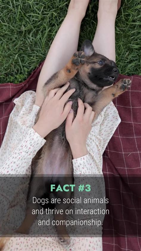 Most interesting facts about dogs you never knew - One News Page VIDEO