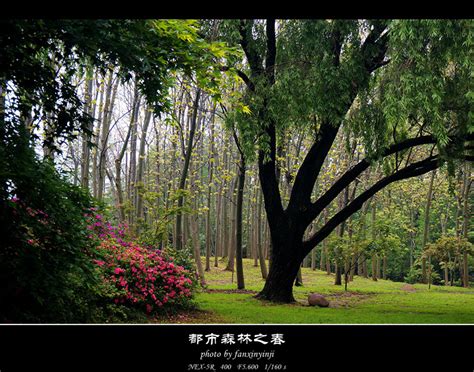 【都市森林之春摄影图片】风光摄影_太平洋电脑网摄影部落