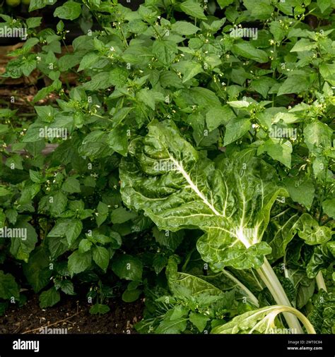 Poison Trap, Deadly Nightshade growing amongst Silverbeet in Vegetable ...
