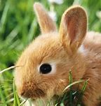 Image result for Rabbits Hearing