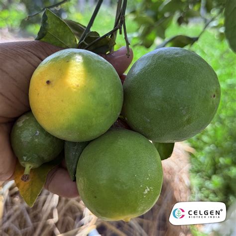 Thornless Lemon Plant | Easy Harvest Citrus | CELGEN