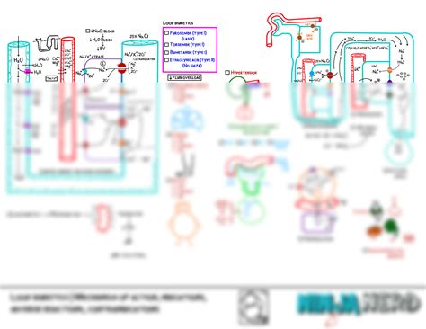 Loop Diuretics How They Work 的图像结果