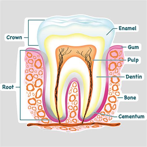 Teeth and microbes | hubpages
