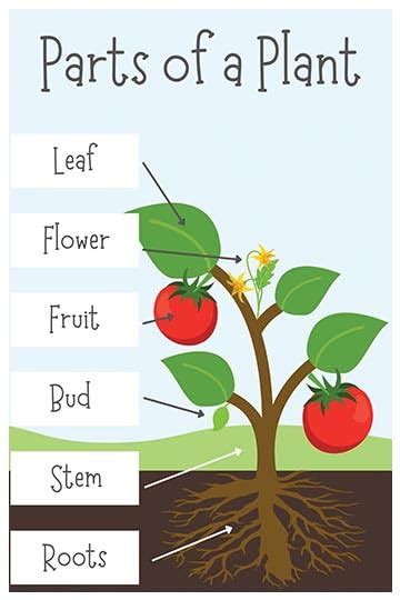 Print Hubz "Parts Of A Plant Wall Poster For Kids Learning|Educational ...