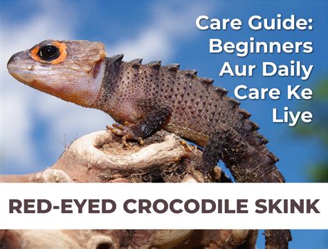 Red Eyed Crocodile Skink Ki Care Guide