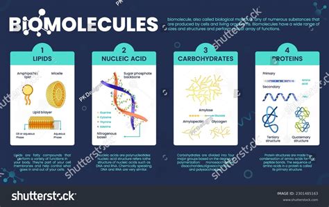 Image result for Biomolecules Explained
