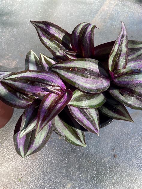 Purple & Silver Tradescantia Zebrina Fast Growing, Trailing Plant. Wish ...