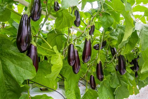 How To Grow Eggplants (The Ultimate Guide) – Green Garden Tribe