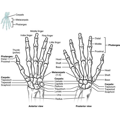 Bones of the hand – Meddists