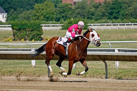 Bred for Speed, Born to Run: Racing Breeds 101 - Horse Rookie