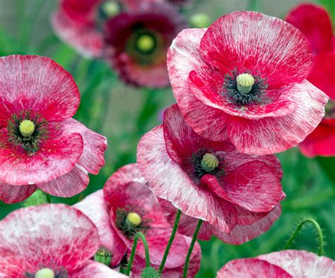 Type of poppies: 16 of the most beautiful annual varieties | Homes and ...