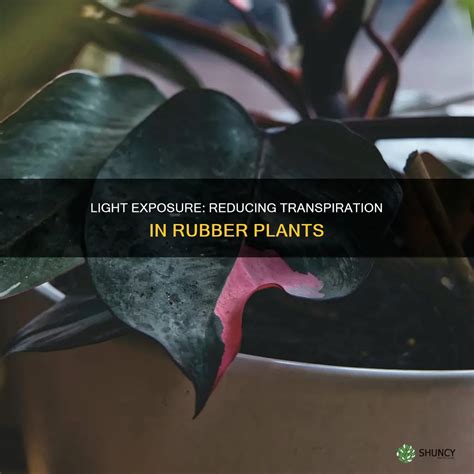 Light Exposure: Reducing Transpiration In Rubber Plants | ShunCy