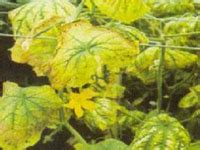 Cucurbitaceous Vegetable Potassium