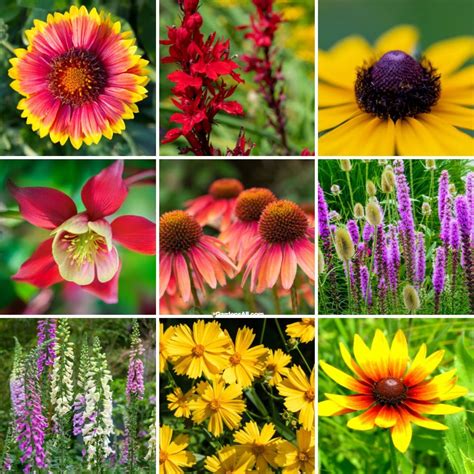 20 Popular North Carolina Native Flowers - GardensAll