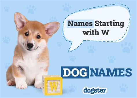 What Is an F1 Cockapoo? Types & Generations Explained - Dogster