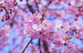 Image result for Russian Academic Transcript Example