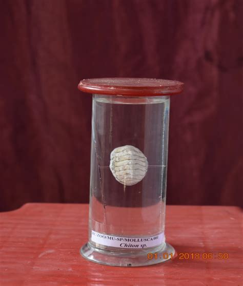 Welcome To Ramnagar College