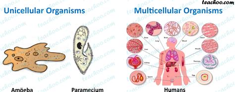 Multicellular and Unicellular Organisms - Differences and Examples