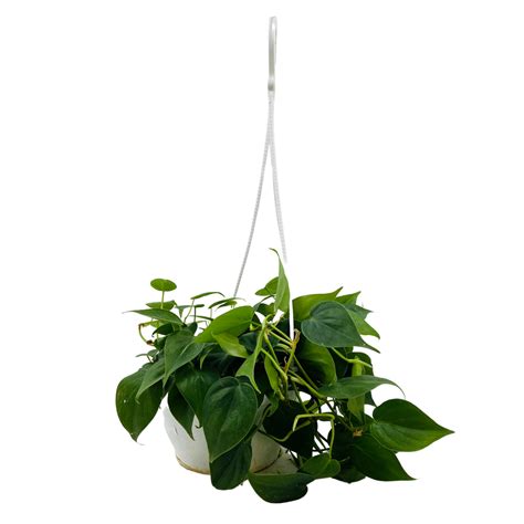 Philodendron Oxycardium Green Plant With Hanging Pot – Hug A Plant