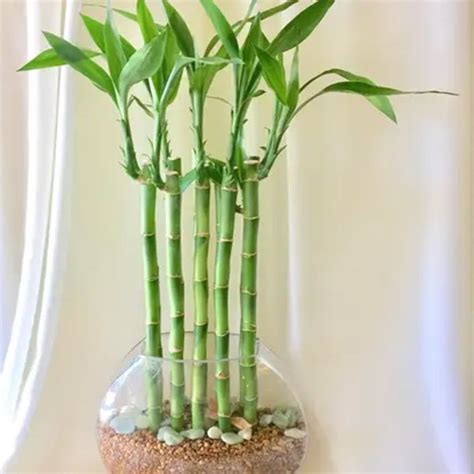 Lucky Bamboo 12-24 Inches - Lucky Bamboo - Lucky Bamboo Plants ...