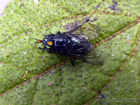 Insectos del Ecuador