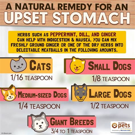 Dr. Karen Becker added a new photo. - Dr. Karen Becker | Dog upset stomach remedies, Dog upset ...