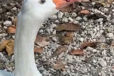 SAN CARLOS ECO LODGE (Joaquín Zetina Gasca) - Lodge Reviews & Photos ...